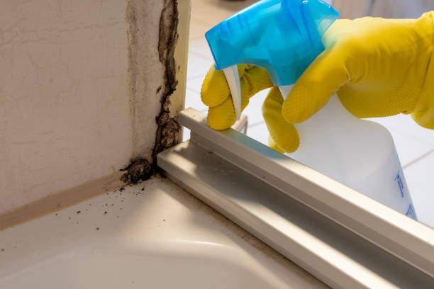 Best Crawl Space Mold Remediation in East Riverdale, MD