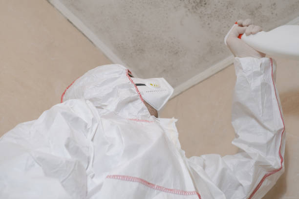 Best Attic Mold Remediation in East Riverdale, MD