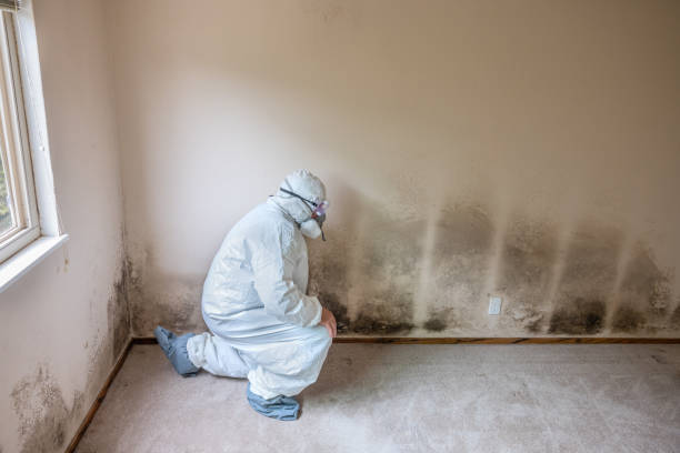 Best Localized Mold Remediation (e.g., coastal areas, humid climates) in East Riverdale, MD