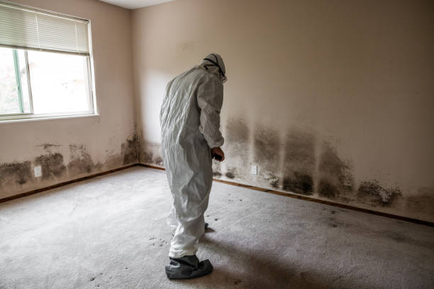 Best Basement Mold Remediation in East Riverdale, MD