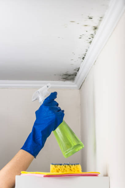 Best DIY Mold Remediation Support Services in East Riverdale, MD