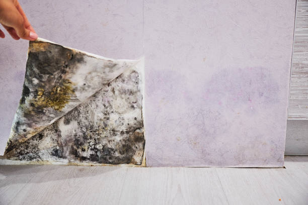 Best Commercial Mold Remediation in East Riverdale, MD